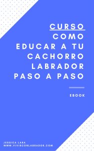 curso como educar a tu cachorro labrador paso a paso
