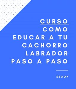 curso como educar a tu cachorro labrador retriever