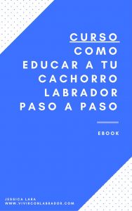 curso como educar a tu cachorro labrador retriever
