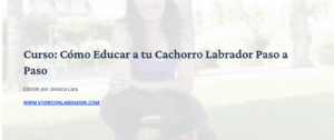 curso como educar cachorro labrador