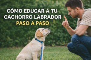 curso como educar a tu cachorro labrador paso a paso