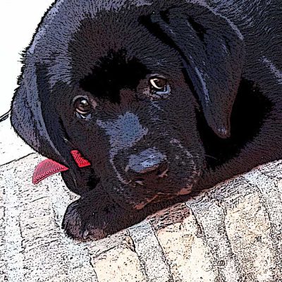 como educar cachorro labrador paso a paso