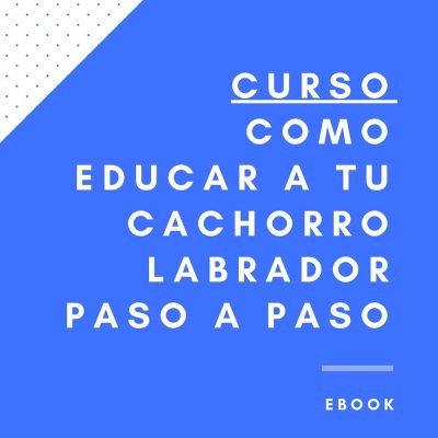 curso como educar a tu cachorro labrador retriever