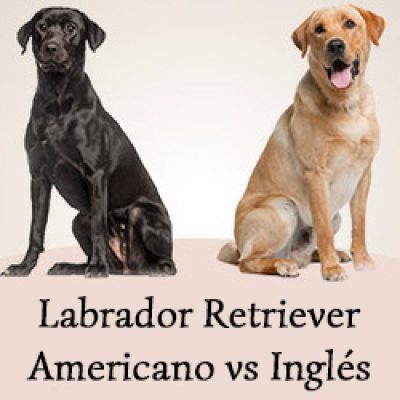 Labrador Ingles vs Labrador Americano