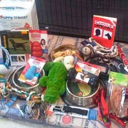 accesorios para labrador